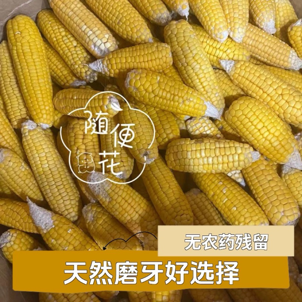 Bắp Mài Răng Cho Hamster 6-8cm