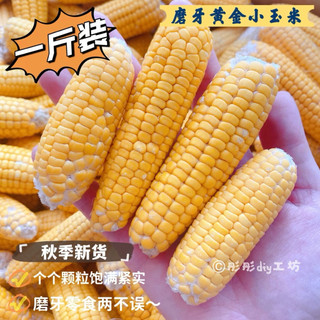 Bắp Mài Răng Cho Hamster 6-8cm