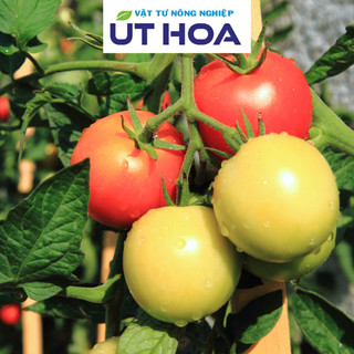Phân Bón SIÊU RA RỄ UH Acid Humic Hữu Cơ - Rễ trắng bầu, cây mập khoẻ, lá xanh dày