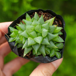 Sen đá guốc sao 5-7cm - Vườn sen đá
