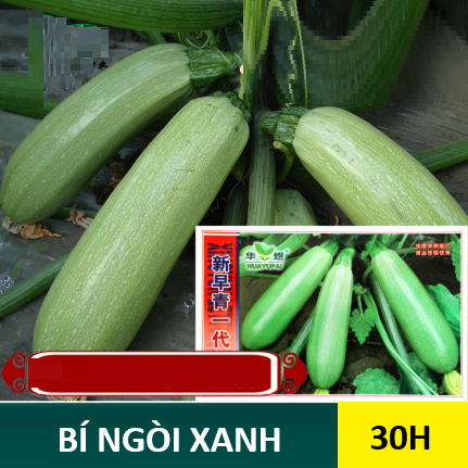 Hạt Giống Bí Ngòi Xanh (30H)