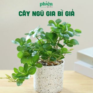   CÂY GIẢ  Cây Ngũ Gia Bì Giả Để Bàn Nhiều Mẫu Trang Trí Bàn Làm Việc Decor Văn Phòng 