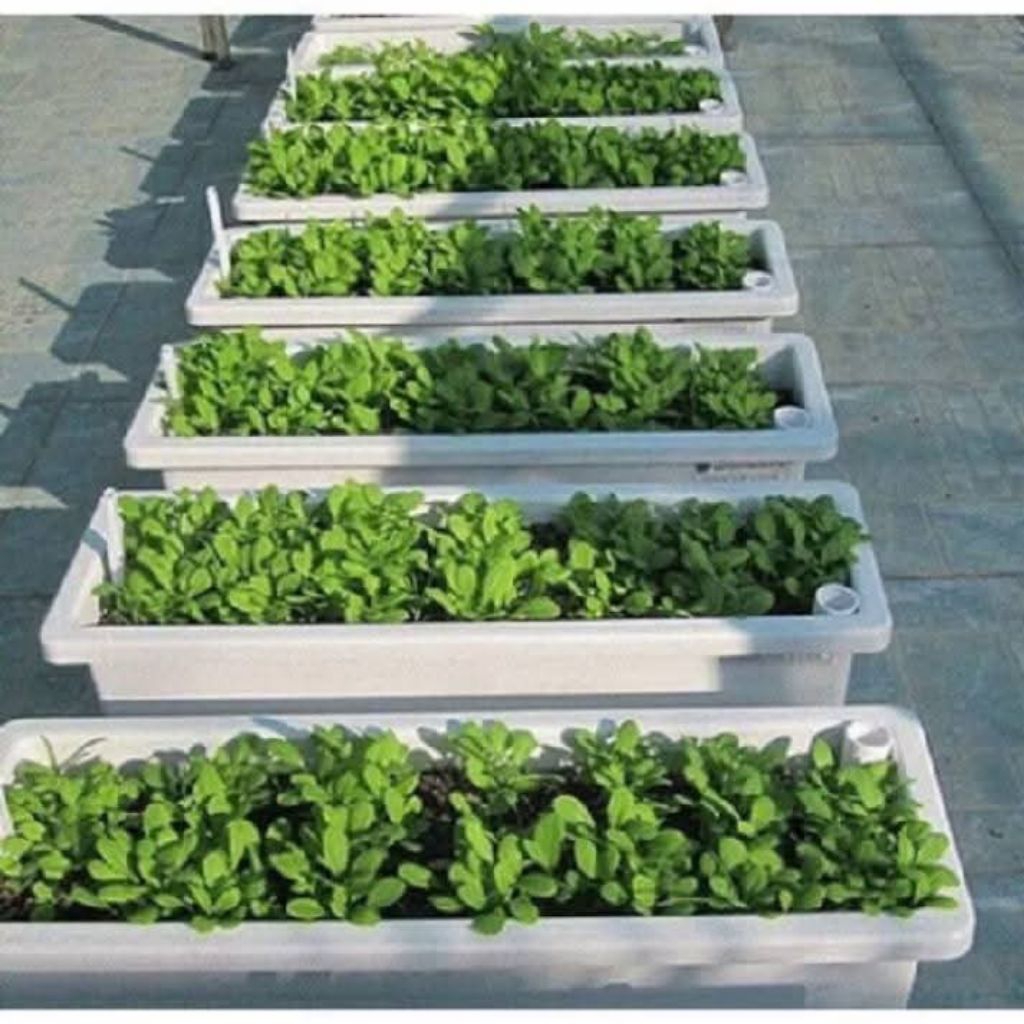 [Combo10] Chậu nhựa trồng cây hình chữ nhật thông cảm mình trồng rau,hoa cây cảnh kt 48x20x16cm hàng