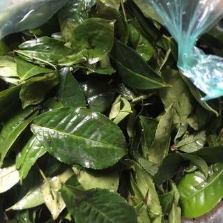 Lá chè xanh tươi - Ship siêu tốc Hà Nội