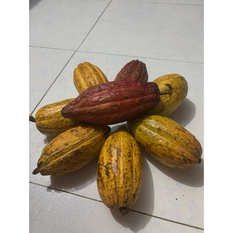 1kg Cacao tươi (Hàng đặt trước 3 ngày)