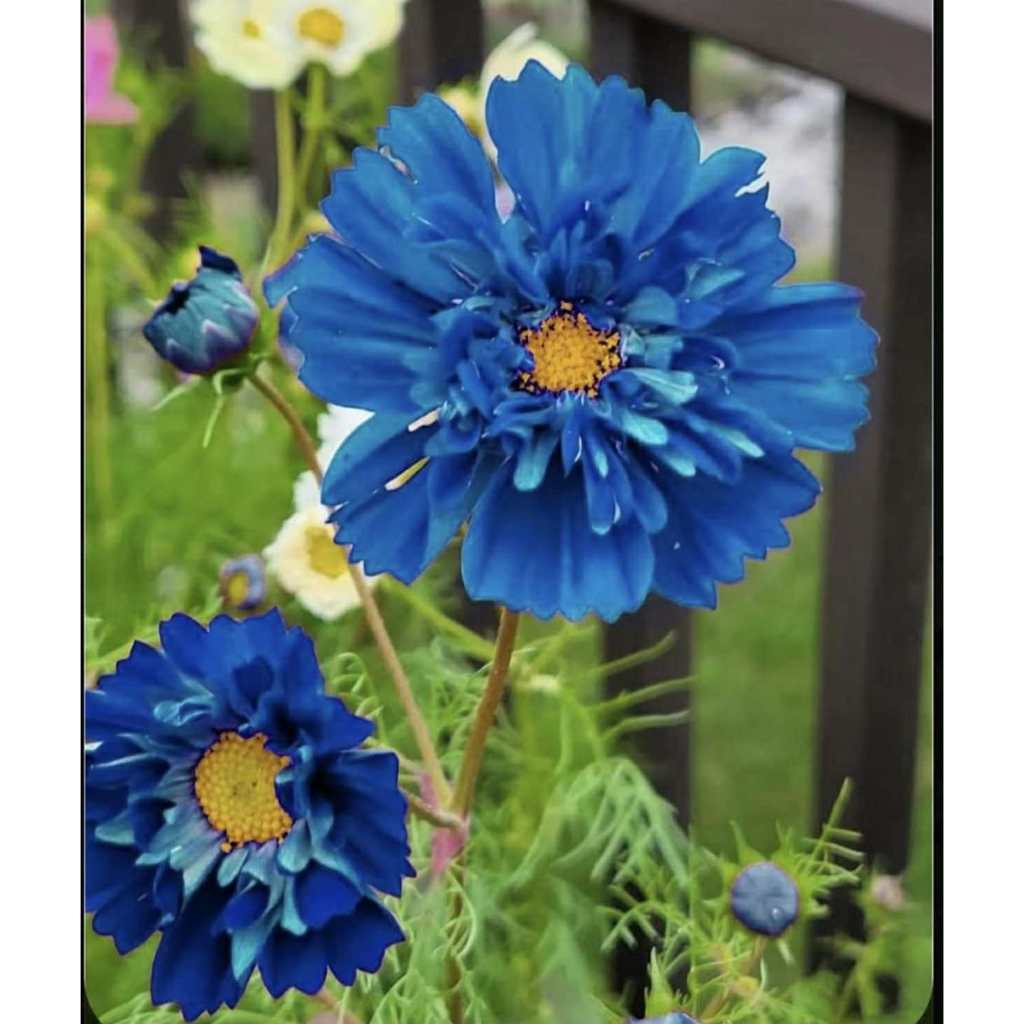 [Giống mới] - Hạt giống hoa sao nhái Xanh, dễ trồng nở quanh năm