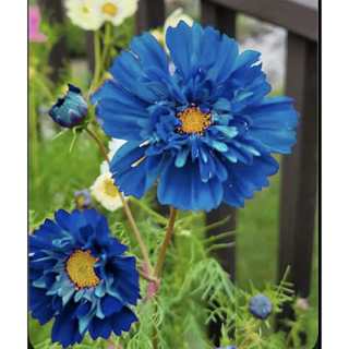 [Giống mới] - Hạt giống hoa sao nhái Xanh, dễ trồng nở quanh năm