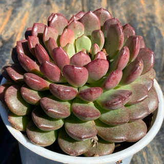 Sen đá ruby đỏ size trung 10-12cm LINHDAN GARDEN. Lỗi 1 đổi 1!