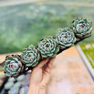  sen đá Bánh Bao Lửa THUANPHAT GARDEN size bầu 5-8cm 