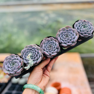  Sen đá Bạch Nguyệt Quang THUANPHAT GARDEN size bầu 5-8cm 