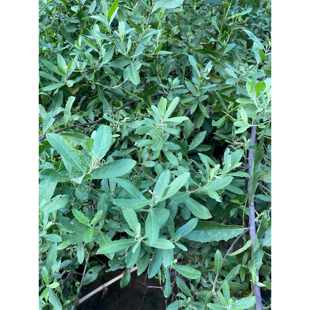 1kg đại bi , từ bi tươi