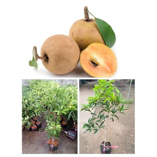 Chậu cây sapoche cao 80 - 1m2 ( cây hồng xiêm )