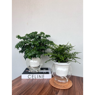🔥⚡️RẺ VÔ ĐỊCH💥COMBO 2 Bình thuỷ sinh trồng cây thông minh, chậu tự tưới trồng cây để bàn kích thước 11x13cm
