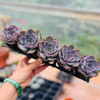  Sen đá Liên đài hồng THUANPHAT GARDEN size bầu 5-8cm 