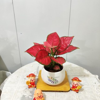  Cây vạn lộc đỏ hút lộc kèm chậu sứ cao 20-25 cm phong thuỷ để bàn 