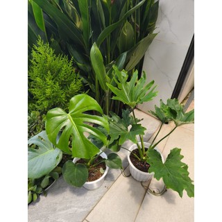 Combo 1 Trầu bà thanh xuân và 1 trầu bà Nam Mỹ (Monstera)