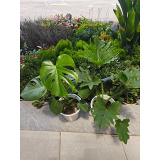 Combo 1 Trầu bà thanh xuân và 1 trầu bà Nam Mỹ (Monstera)