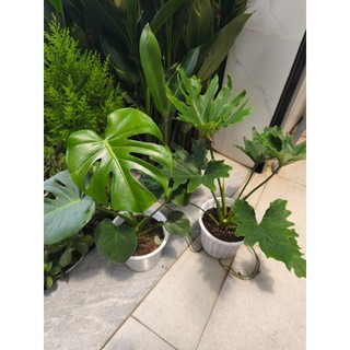 Combo 1 Trầu bà thanh xuân và 1 trầu bà Nam Mỹ (Monstera)