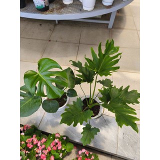 Combo 1 Trầu bà thanh xuân và 1 trầu bà Nam Mỹ (Monstera)