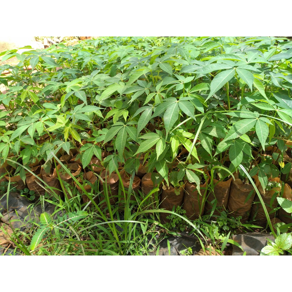 CÂY GIỐNG CÂY GÒN [ Trồng LÀM TRỤ TIÊU  [GHN Express]