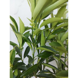 Cay tắc thái vỏ ngọt