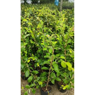 Cây giống táo thái ( cao 40 - 50cm )