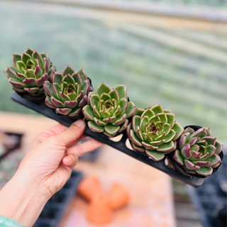  sen đá Black Bear THUANPHAT GARDEN size bầu 5-8 