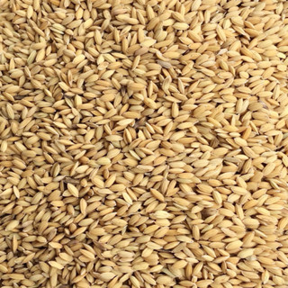 sỉ 100 gói thóc lua x 50gr