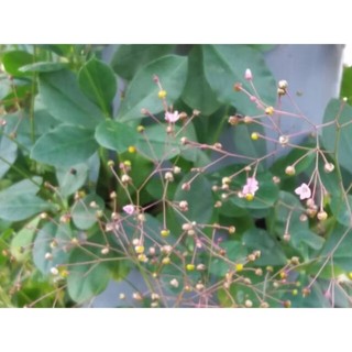 [MUA 2 TẶNG 1] Hạt giống Rau Sâm đất(thổ sâm)ăn lá lấy củ làm thảo dược.