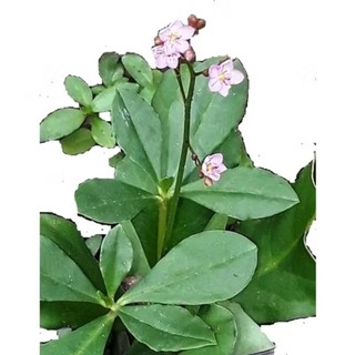 Combo 2  bầu cây giống sâm đất/Thổ sâm..làm rau lấy củ