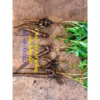 [MUA 2 TẶNG 1] Hạt giống Rau Sâm đất(thổ sâm)ăn lá lấy củ làm thảo dược.