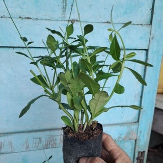 [MUA 2 TẶNG 1] Hạt giống Rau Sâm đất(thổ sâm)ăn lá lấy củ làm thảo dược.