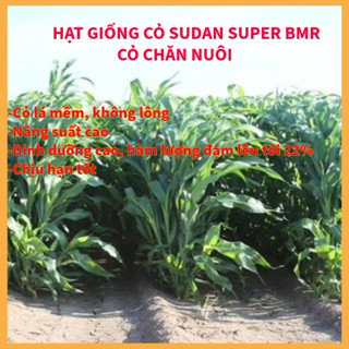  Hạt giống cỏ Sudan Super BMR - Cỏ Họ Ngô  gói 500g  - Hạt Giống Cỏ Chăn Nuôi 