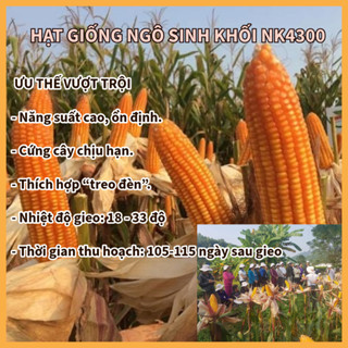  HẠT GIỐNG NGÔ SINH KHỐI   NGÔ LAI ĐƠN   NK4300 100g Túi Zip- NGÔ NĂNG SUẤT CAO 