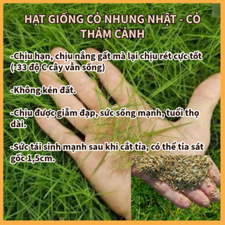 Hạt Giống Cỏ Nhung Nhật gói 100g- hạt cỏ trồng sân vườn