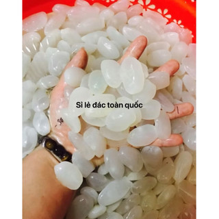 Hạt đác Bự 1kg tươi-hà nội