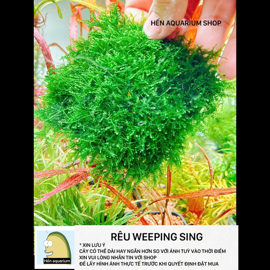 Rêu weeping sing siêu khoẻ và đẹp
