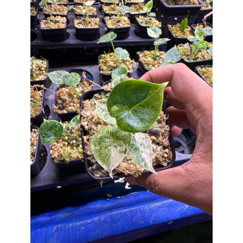 Chậu Alocasia Dragon Scale var - Môn rồng var