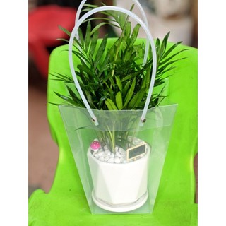 Chậu cây cau tiểu trâm có 2 size nhỏ cao 15cm và nhỡ 25cm để bàn làm việc xinh xinh