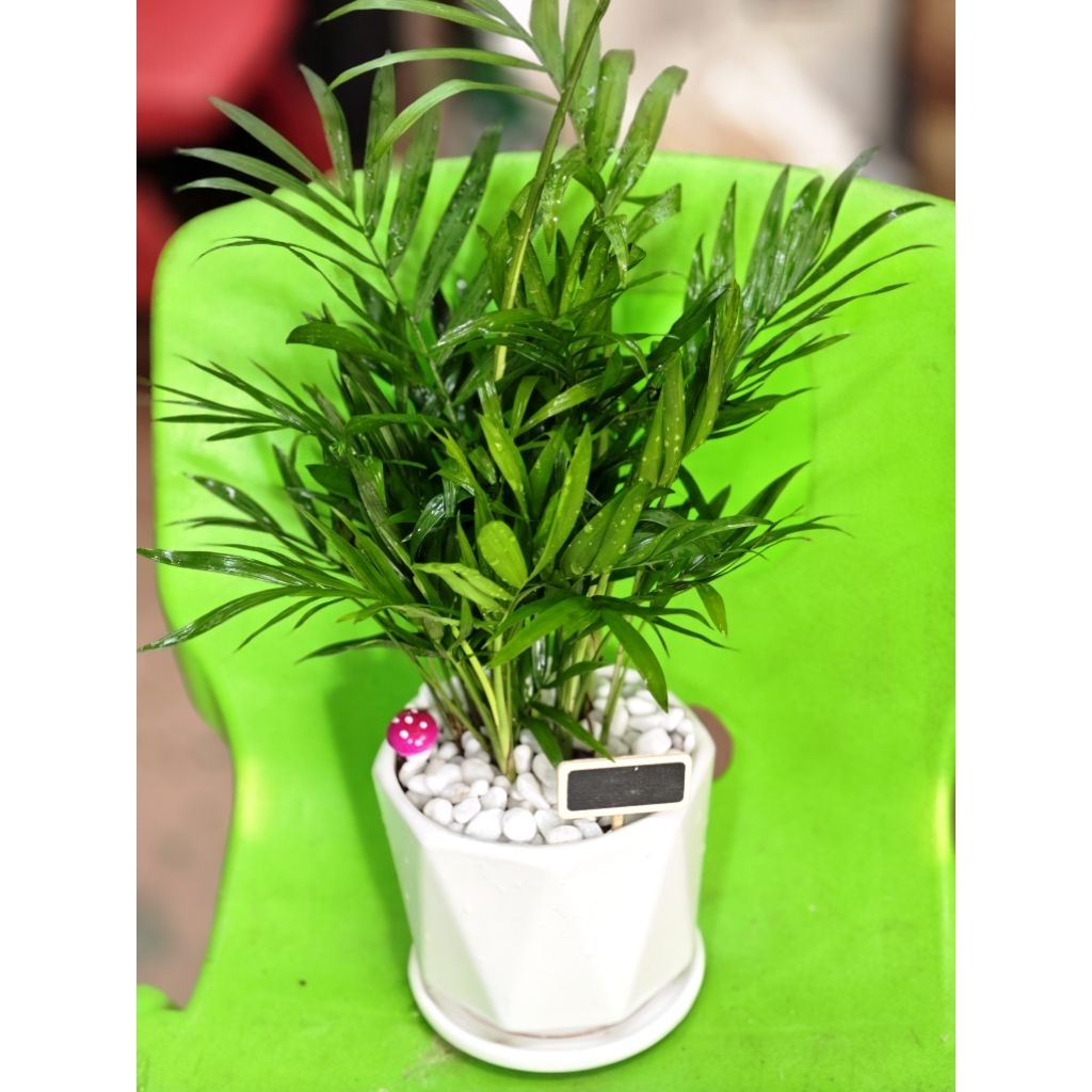 Chậu cây cau tiểu trâm có 2 size nhỏ cao 15cm và nhỡ 25cm để bàn làm việc xinh xinh