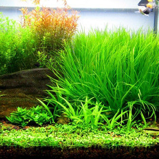 Phân nền Nhật Bản chính hãng Gex 8kg - Nền dưỡng cho bể thủy sinh, dễ sử dụng