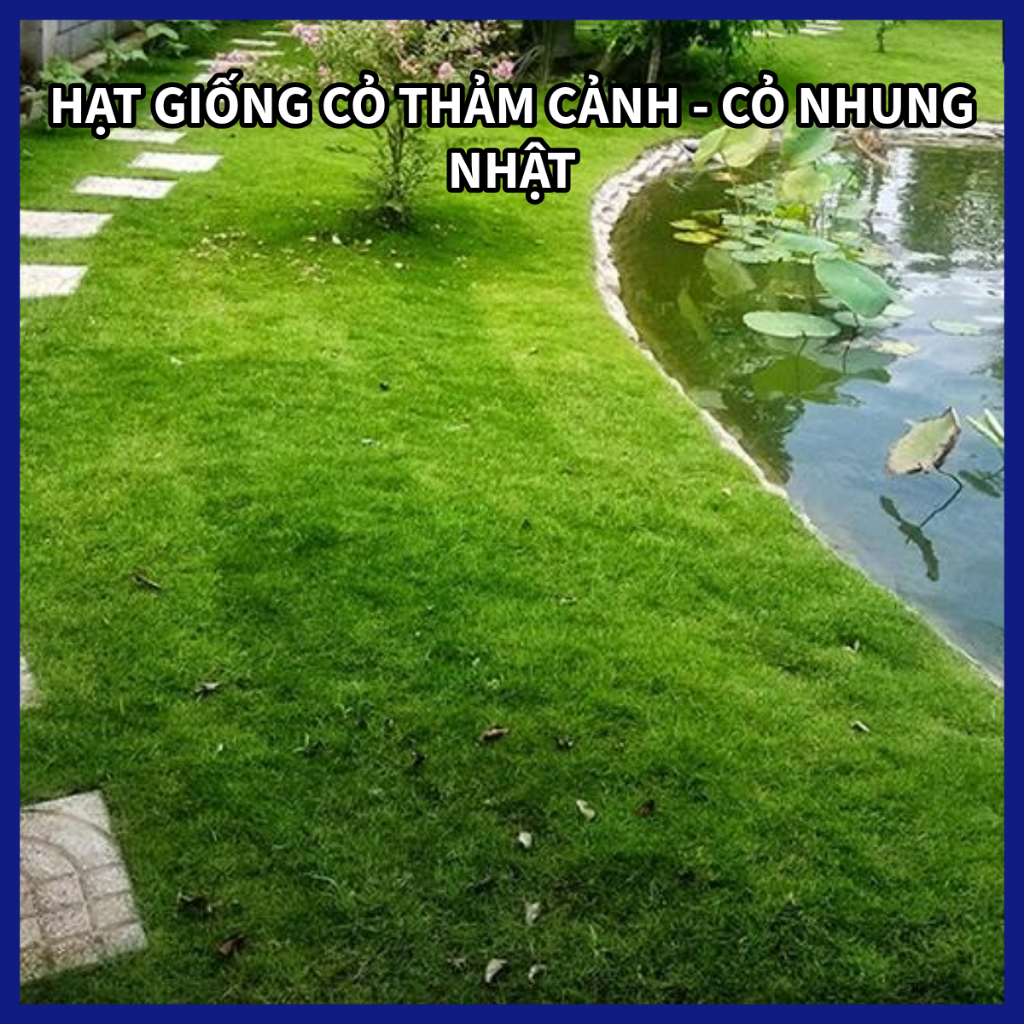 HẠT CỎ NHUNG NHẬT 100g