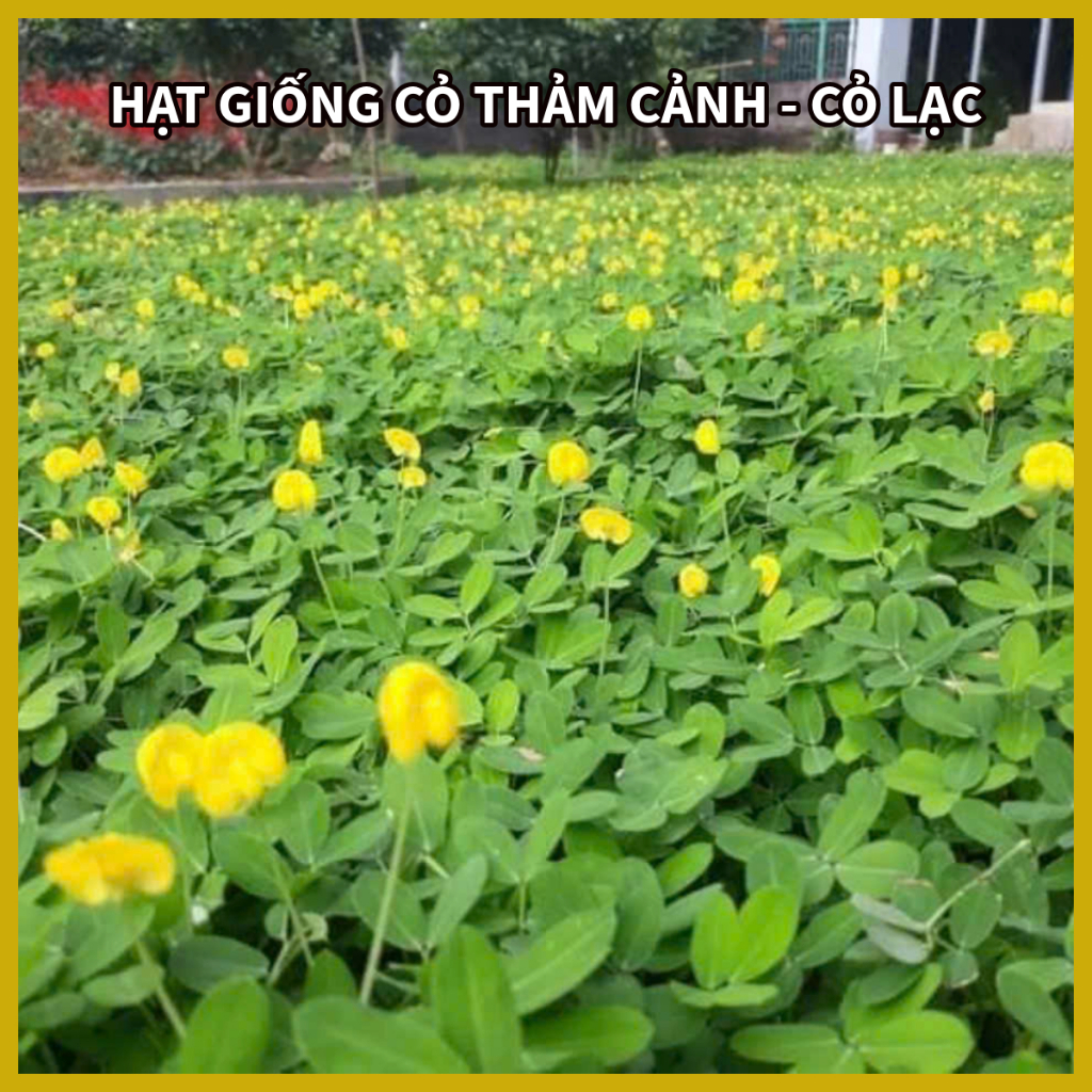 Hạt Cỏ Lạc Dại 100g