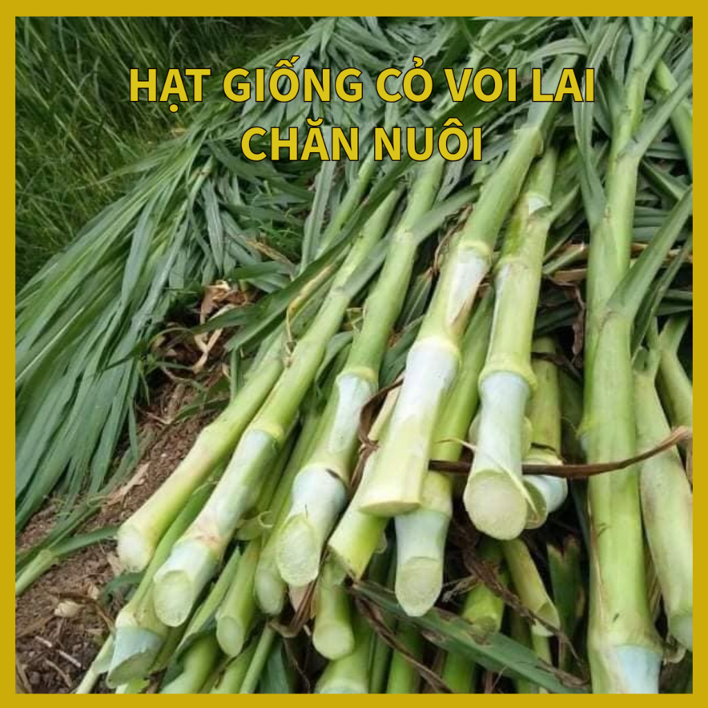 Hạt giống cỏ VOi 500g