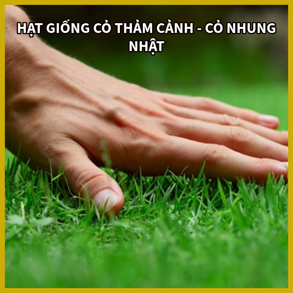 HẠT CỎ THẢM NHUNG NHẬT 100G