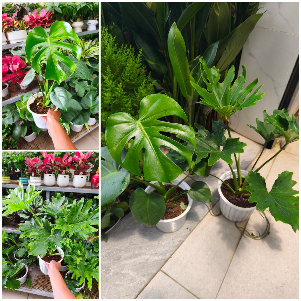 Combo 1 Trầu bà thanh xuân và 1 trầu bà Nam Mỹ (Monstera)