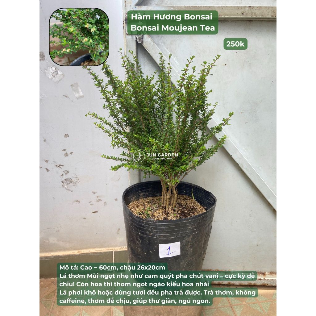 Cây Hàm Hương Bonsai Lớn Jun Garden