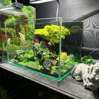  Bể cá mini kích thước 30x20x20 kèm layout siêu đẹp 
