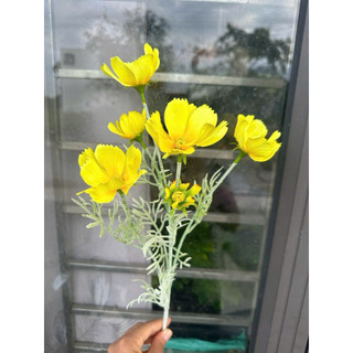 Cành hoa cúc bướm thân mốc
