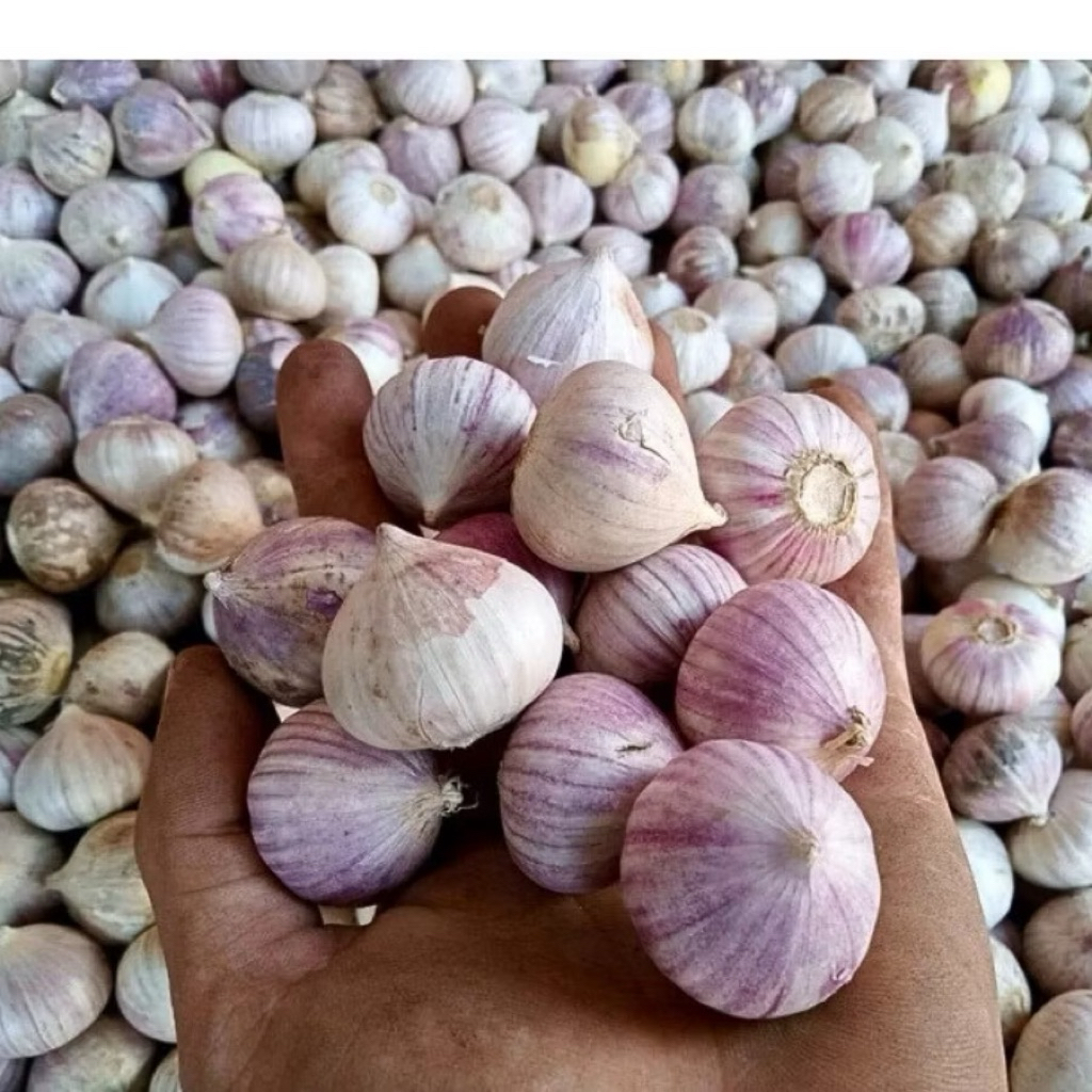 Tỏi cô đơn tím Hải Dương- đều củ - size to- dùng làm tỏi đen- gia vị nấu nướng túi lưới tiện dụng